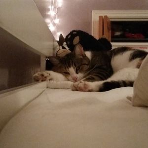 Meet your Posher, Robin